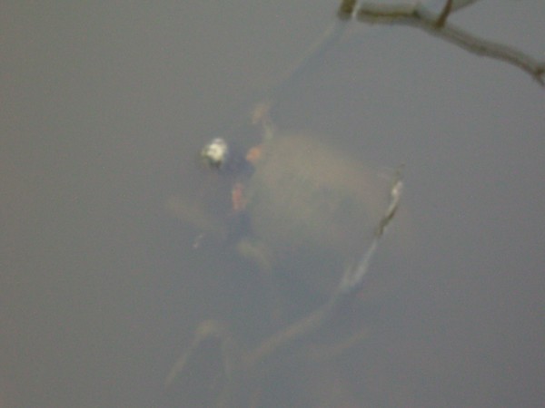 Turtle