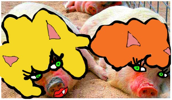 These 2 piggies have very pink noses