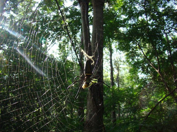 Spidey shot