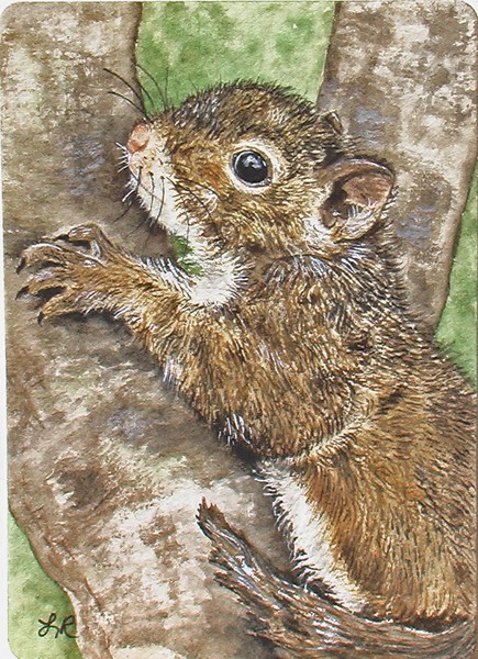 Feelin' Squirrelly