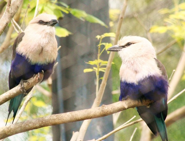 Two Birds