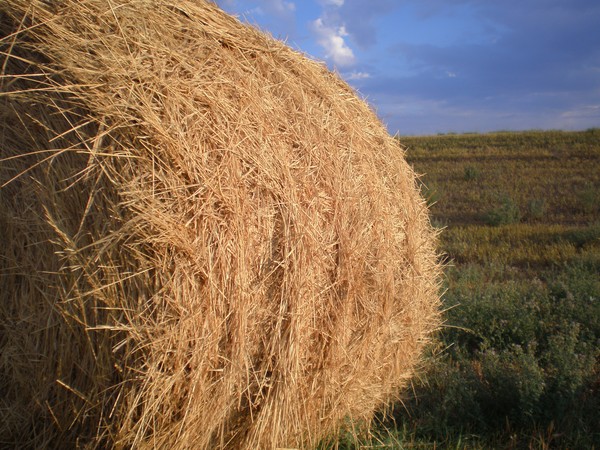 Hay There