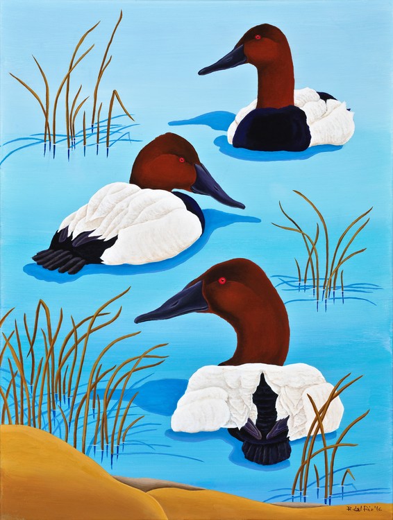Three Canvasback ducks