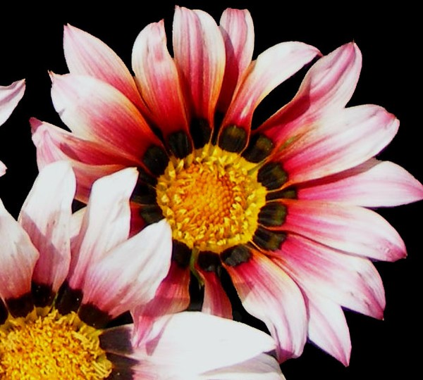 Kiss_Roses_3