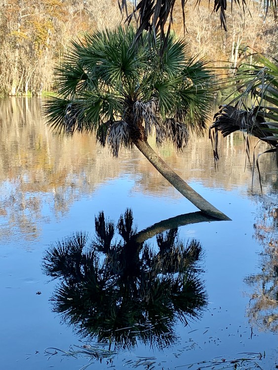 Silver springs, Fl