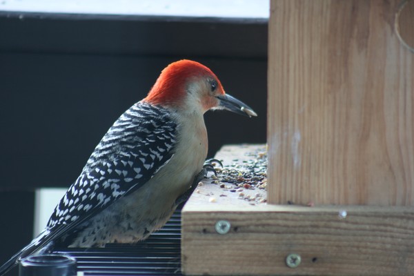 Red Bellied Wood Pecker