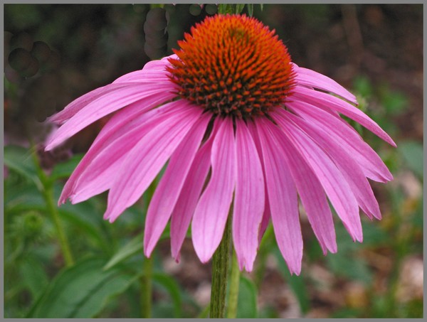 CONEFLOWER AW