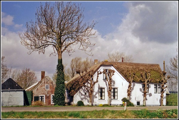 ....dutch scenery....
