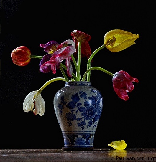 tulips with Delfts Blue vase
