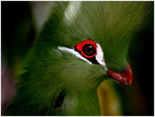 Knysna Loerie