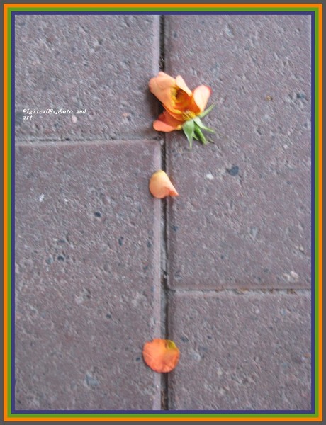 The rose...