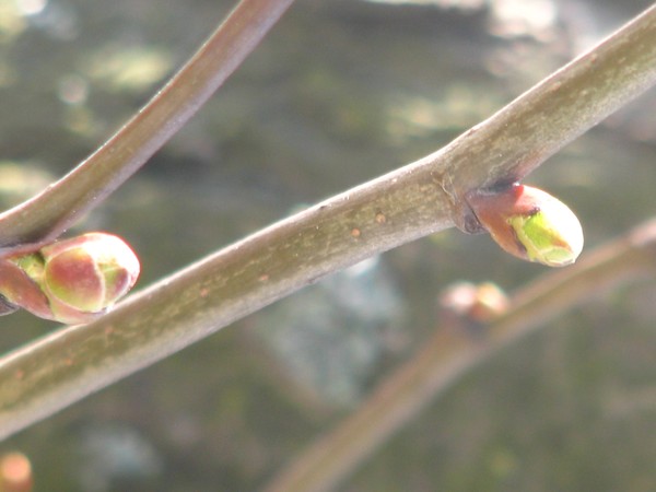 ..seasonal spring buds...