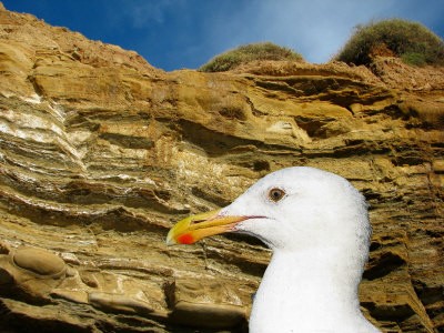 Seagull at Sunset Cliffs