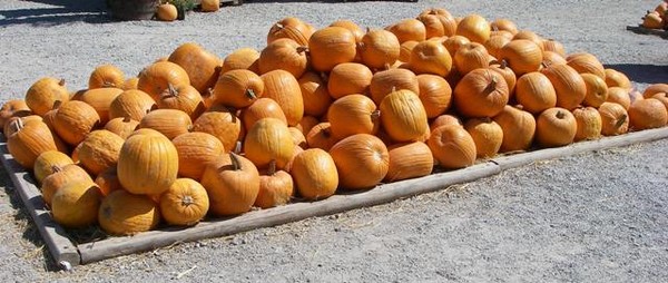 Pumpkin Stack