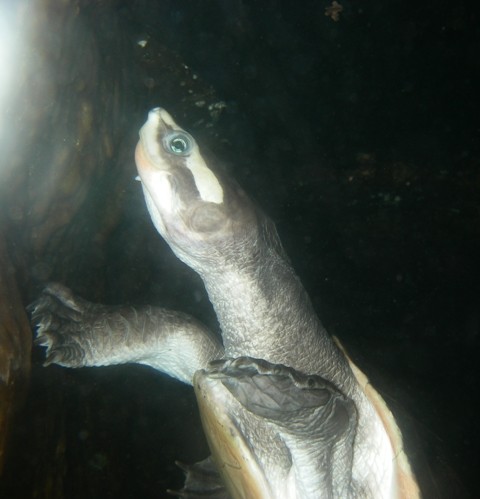 Thinking Turtle