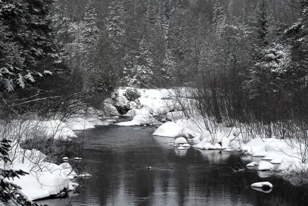 Little Stream 