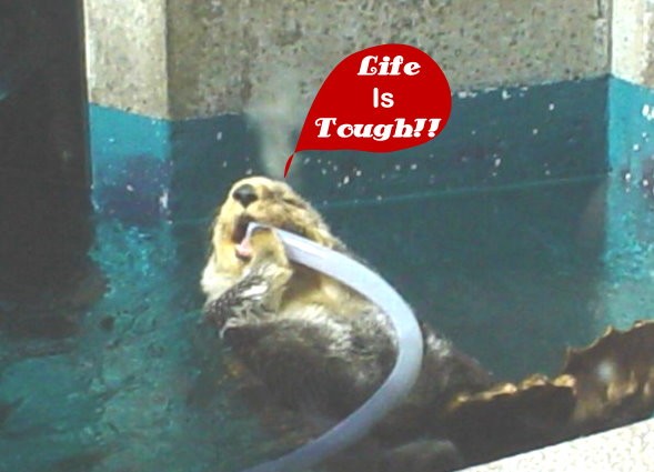 A Cute Little Sea Otter