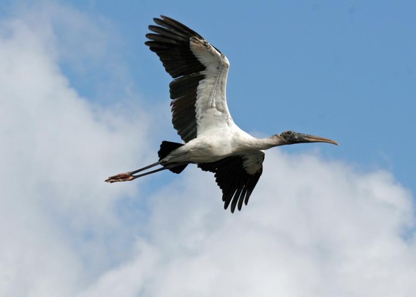 Wood Stork In Flight