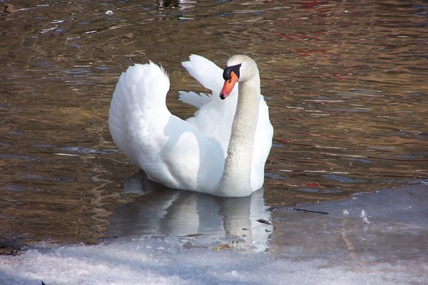 Swan of South Pond