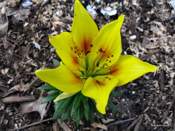 Tiger Lilly 1