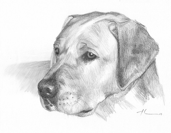 wp-lg lab dog portrait