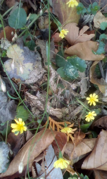 Like small wonders hidden in falling leaves