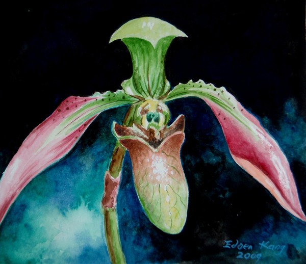 Slipper Orchid 1