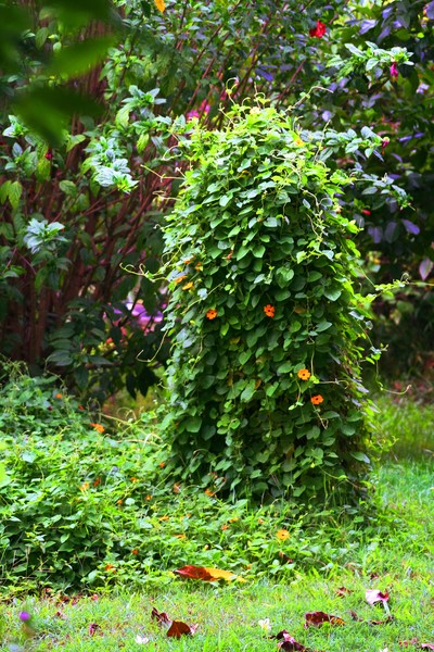 Attack of the Parasitic Vine
