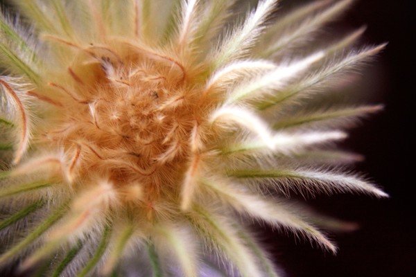 Fluffy Tentacles