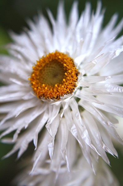 Paper Daisy
