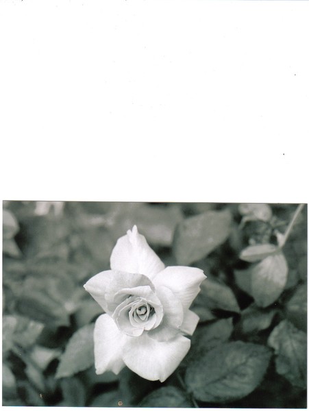 white rose in the garden