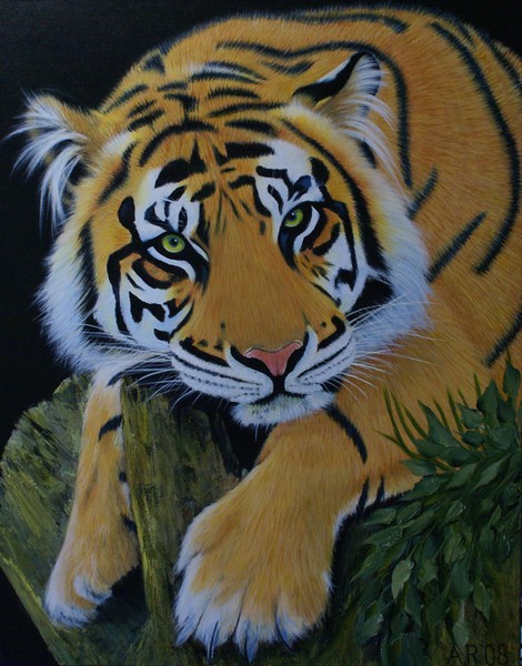 LAZY TIGER
