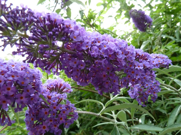 Buddlea