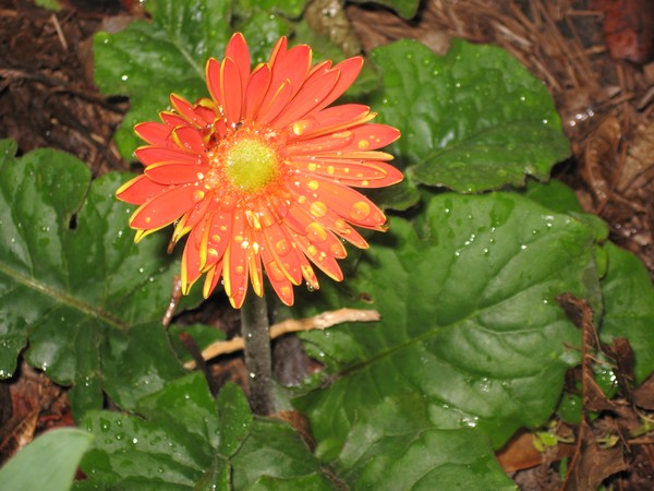 Pretty in the rain
