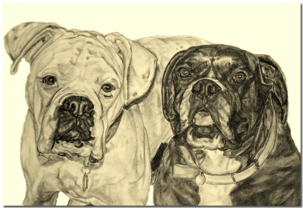 Pups