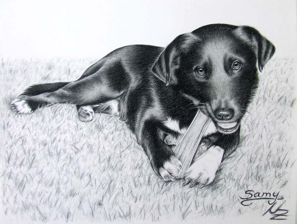 Labrador Samy