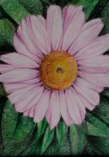 Daisy