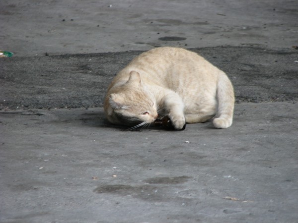 A drunken cat with valerian bottle