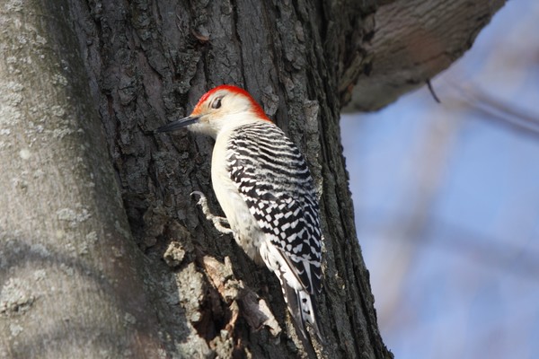 Sleeping Red-Bellied WoodPecker