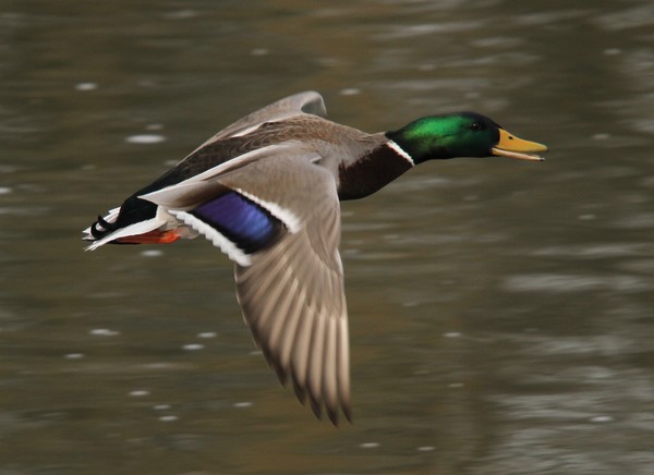 Male Mallard in flight.