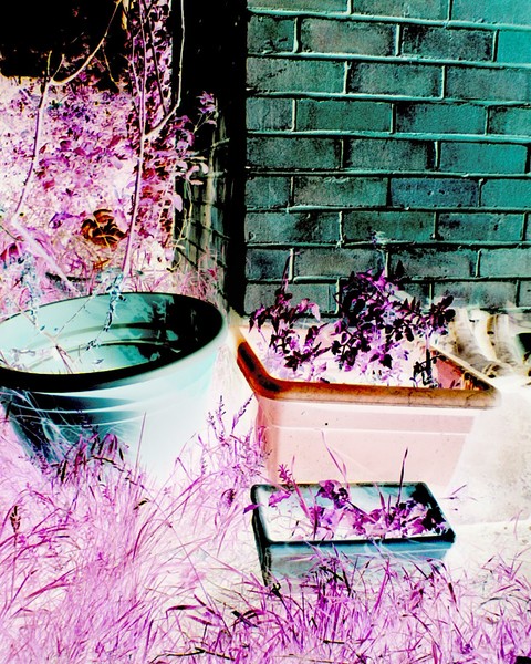 Summer Garden