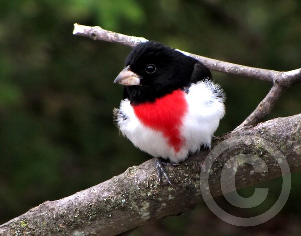 Rose-breasted Grosbeak - male