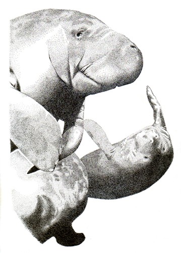 Manatees