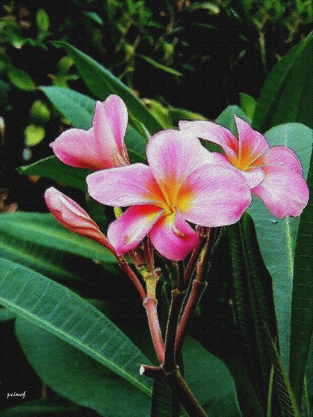 Plumeria