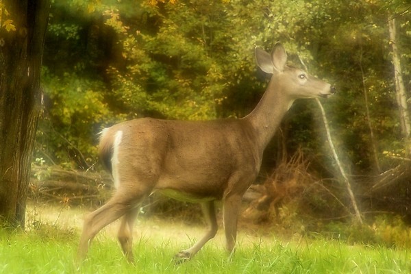 White Tail