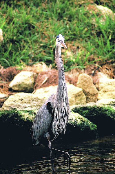 Shaggy Great Blue Heron