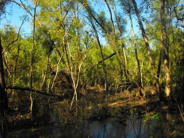 Louisiana swamp