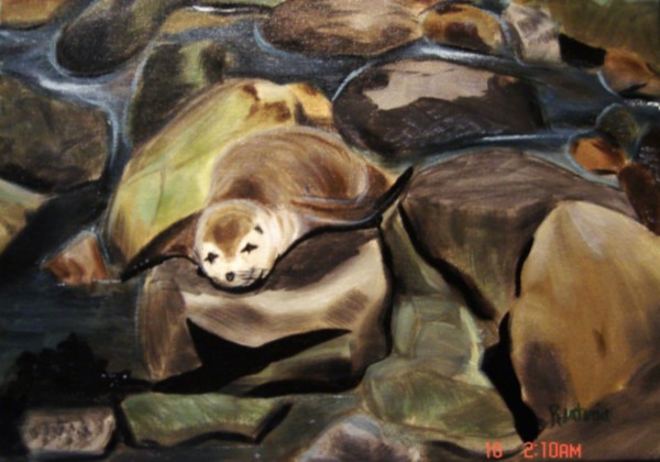 Harbor Seal
