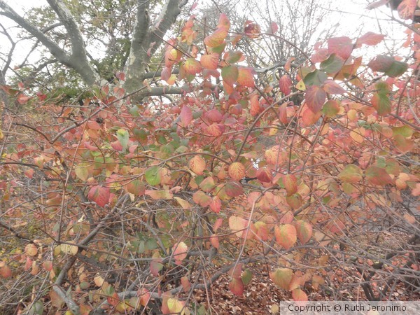 Fall Colors