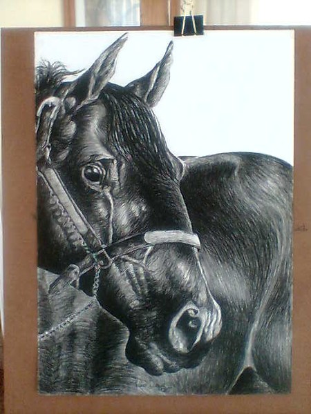 caballo 12